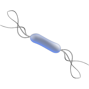 Bacteria PNG-43377